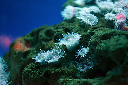 selective focus photo of underwater coral thumbnail