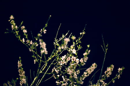 White Flower thumbnail
