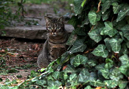 adult grey tabby cat beside green vine thumbnail