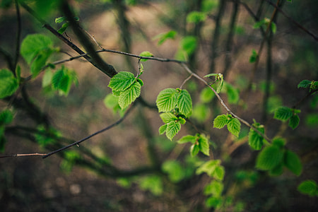 Little green leaves on branches thumbnail