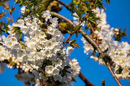 low-angle photography of white petaled flowers thumbnail