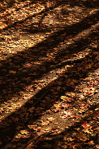 dried maple leaves on ground thumbnail