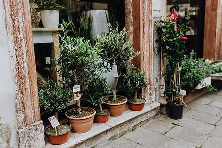 Flower shop in Castelfranco Veneto, Italy thumbnail
