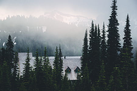 green leafed trees thumbnail