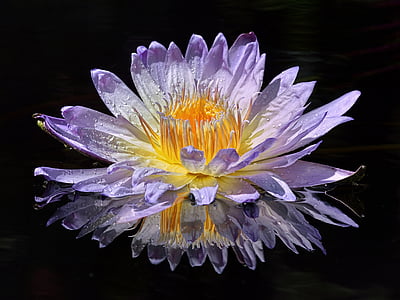 purple and yellow waterlily flower in bloom thumbnail