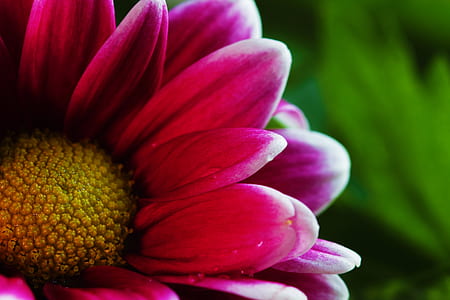 Pink Flower Photo thumbnail