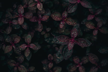 selective focus photography of red and green croton plant thumbnail