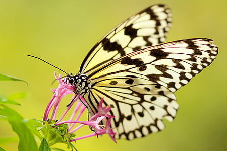 white and black butterfyl thumbnail