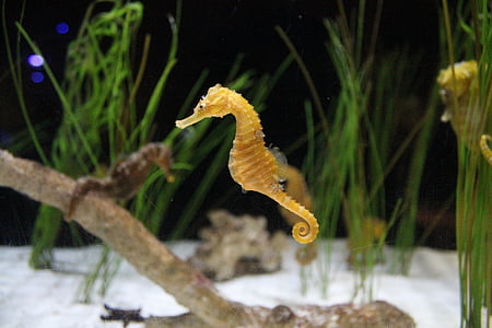 brown seahorse under water thumbnail