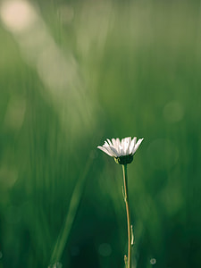tilt shift lens photography of white flower during daytime thumbnail