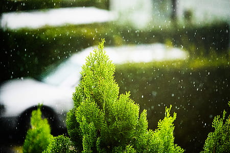 close up photo of green tree thumbnail