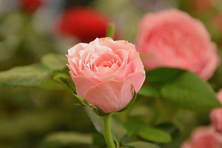 pink flowering plant thumbnail
