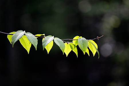 Selective Focus Photography of Green Leaves thumbnail