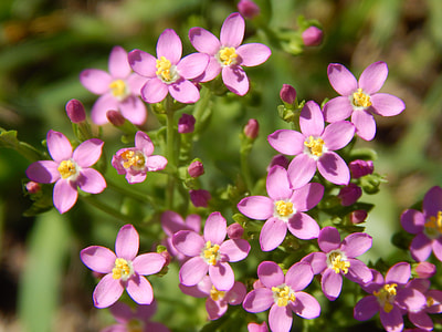 Wild Flowers, Small Flowers Roses thumbnail