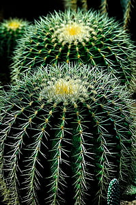green and white cactus thumbnail