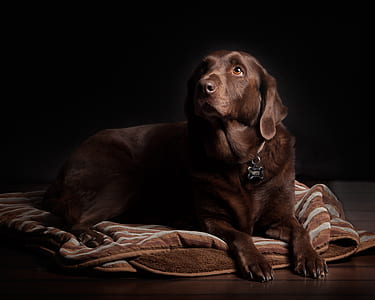 animal, dog, pet, cute thumbnail