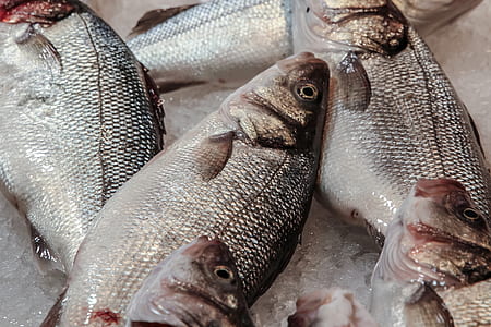 frozen milk fish thumbnail