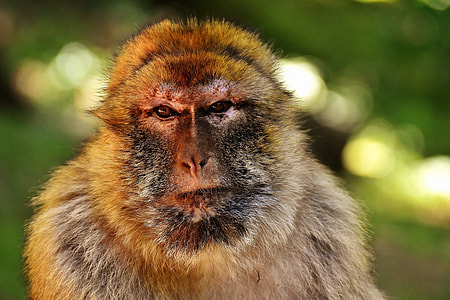 close up photo of brown and black monkey thumbnail