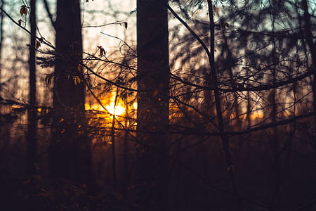 shallow focus photography of bare trees thumbnail