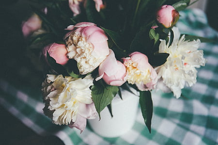 shallow focus photography of white and pink flowers thumbnail