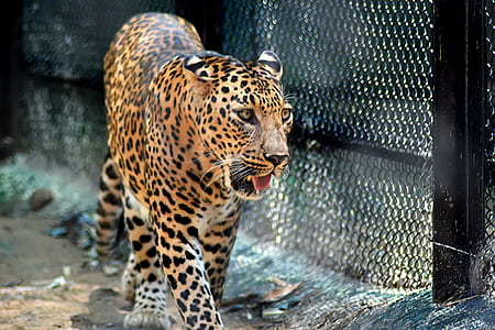 leopard walking beside fence at daytime thumbnail