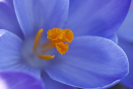 closeup photo of purple petaled flower thumbnail