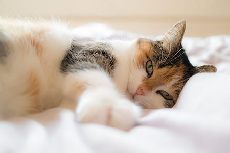 cat, animal portrait, domestic cat, lucky cat, bed, concerns thumbnail