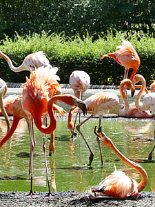 flock of flamingo during daytime thumbnail