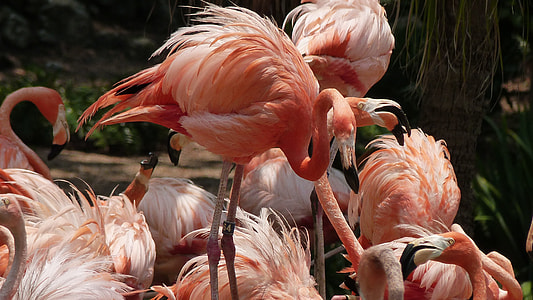 flock of Andean flamingos thumbnail