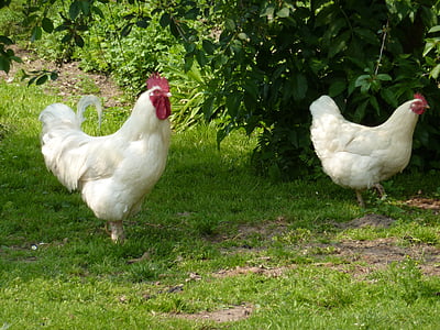 two white chickens near the green leaf tree thumbnail