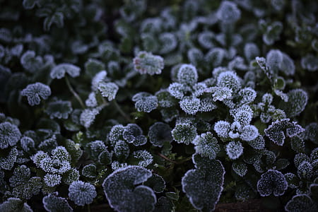snow-covered green leafed plants thumbnail