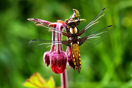 brown and orange dragonfly on red flower thumbnail