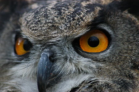 photo of gray owl thumbnail