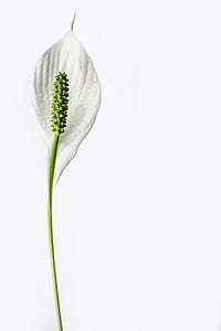 peace lily flower closeup photo thumbnail