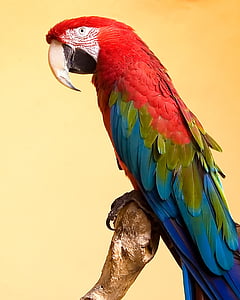 photo of blue, red, and green parrot thumbnail