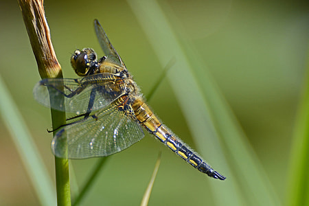 macro photography of brown and black dragonfly thumbnail