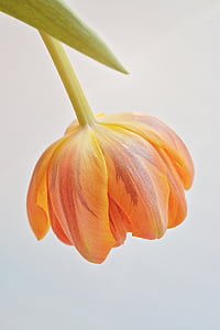 yellow petaled flower thumbnail