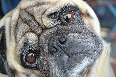 fawn pug thumbnail