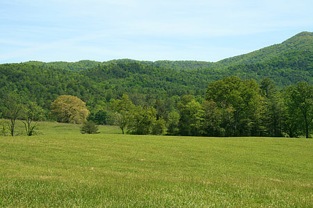 green grassland and trees thumbnail