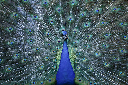 blue peafowl illustration thumbnail