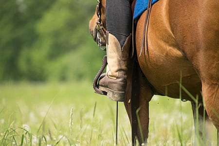 person riding a horse near green tree thumbnail
