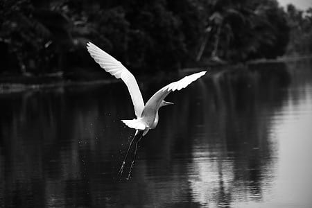 Gray Scale Photography of Bird thumbnail