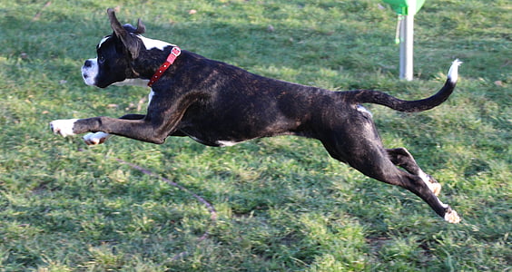 jumping black American bull thumbnail