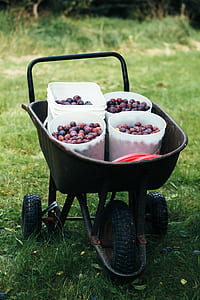 four pail full of fruits inside wheelbarrow thumbnail