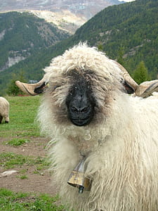 sheep with bell on grass field near mountain range thumbnail