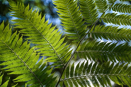 fern plants thumbnail
