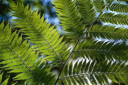 shallow focus photography of green leaves thumbnail