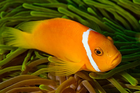 photo of orange and white pet fish thumbnail