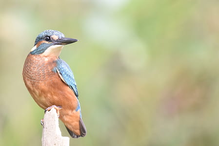 brown and blue bird thumbnail