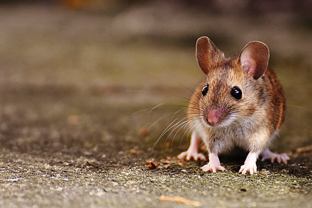 selective focus photography of brown rat thumbnail